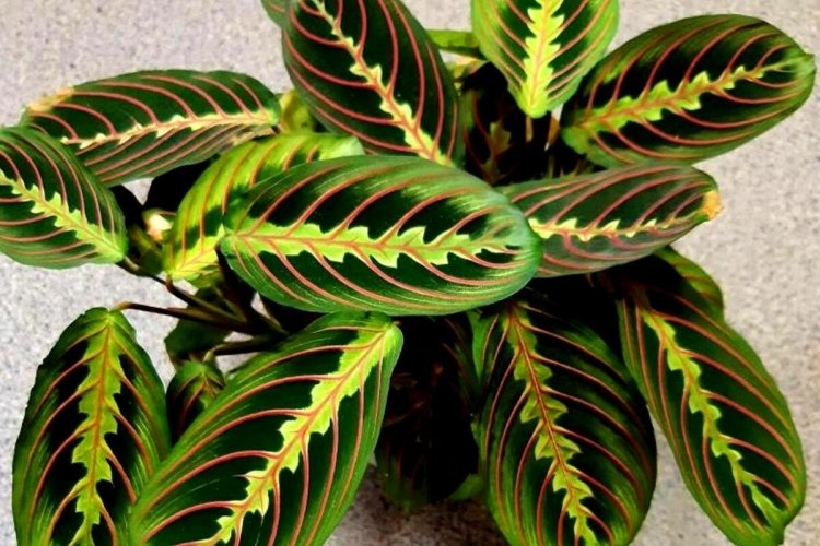 Общая информация