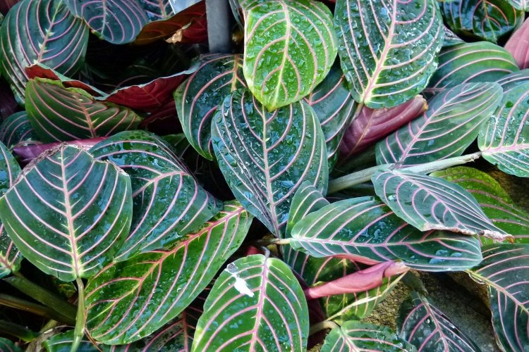 Удобрения и подкормка