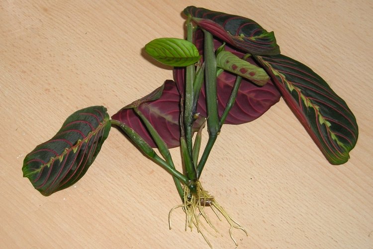 Размножение и посадка маранты