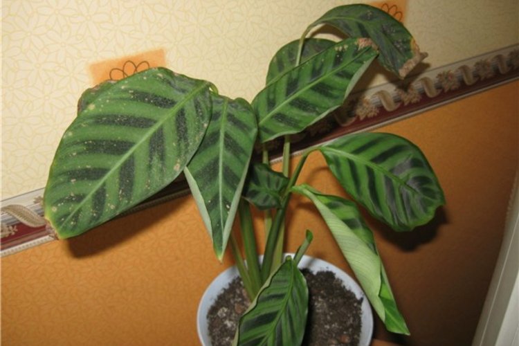 Борьба с вредителями и болезнями