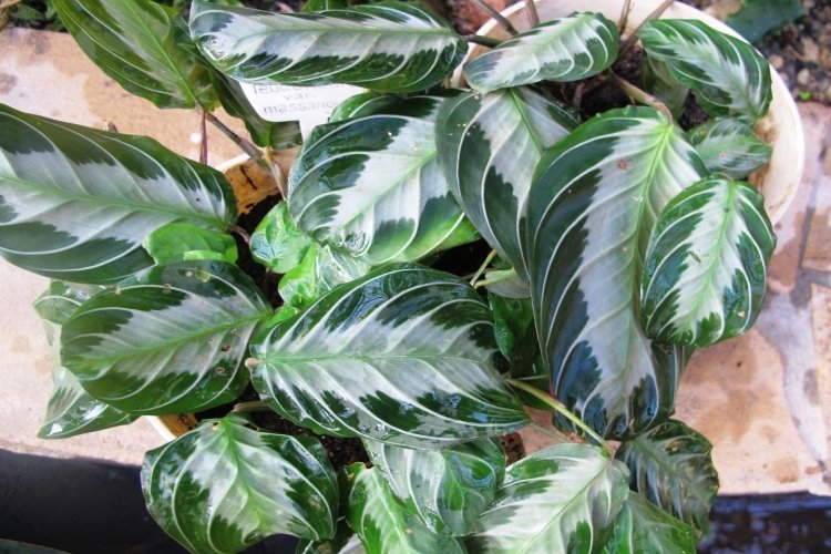 Маранта – фото