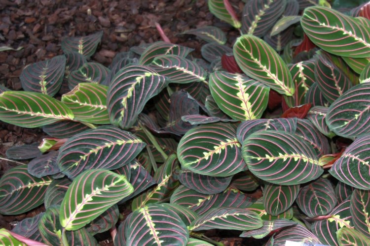 Маранта – фото