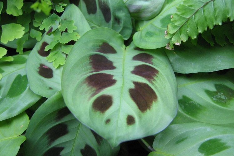 Маранта – фото