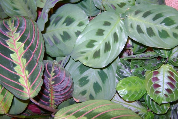 Маранта – фото