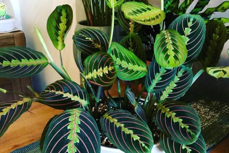 Маранта – фото