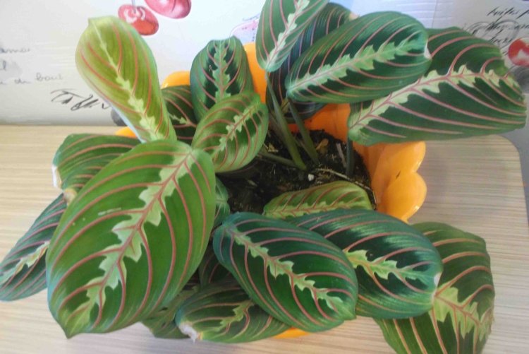 Маранта – фото