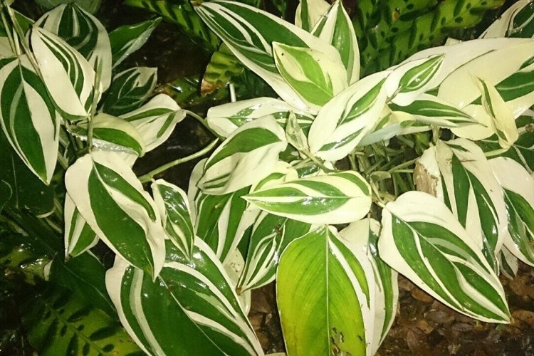 Тростниковая маранта