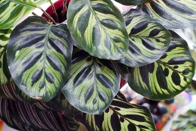 Маранта – фото