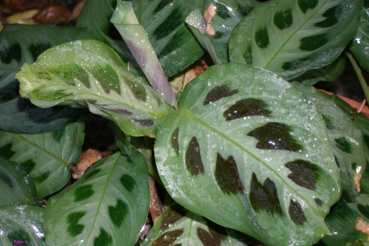 Маранта – фото