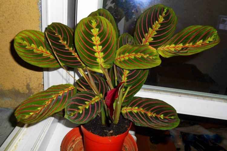 Маранта – фото