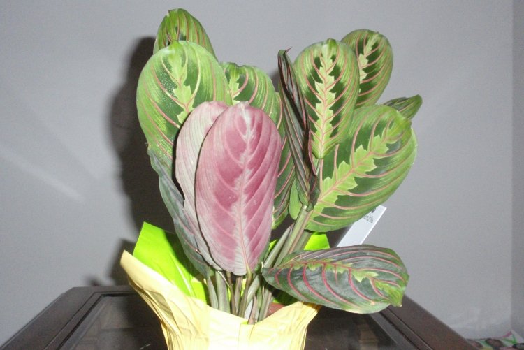 Маранта – фото