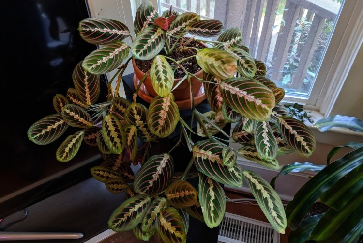 Маранта – фото