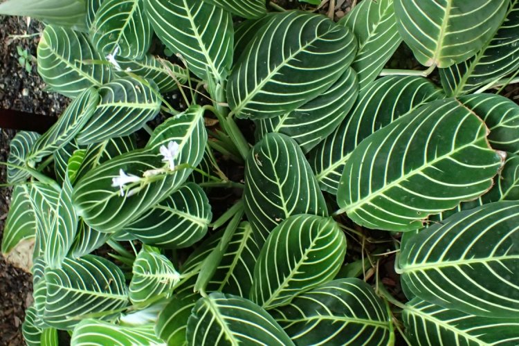 Маранта Мариселла