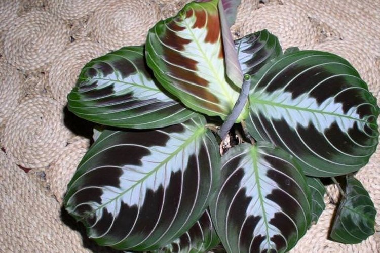 Черная маранта