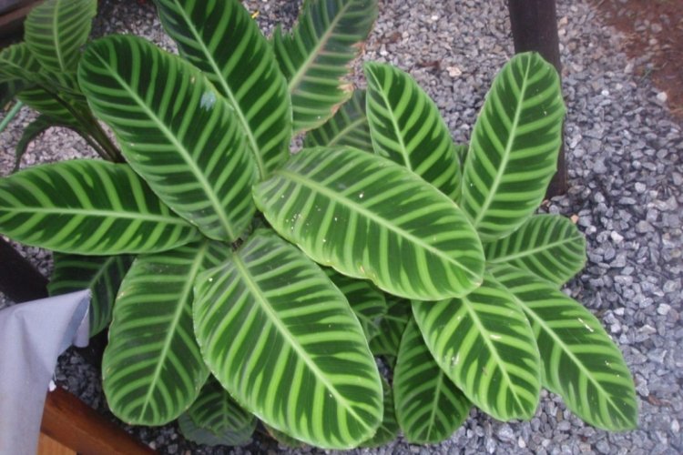 Маранта биколор