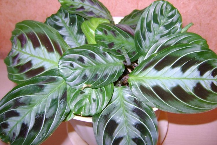 Температура