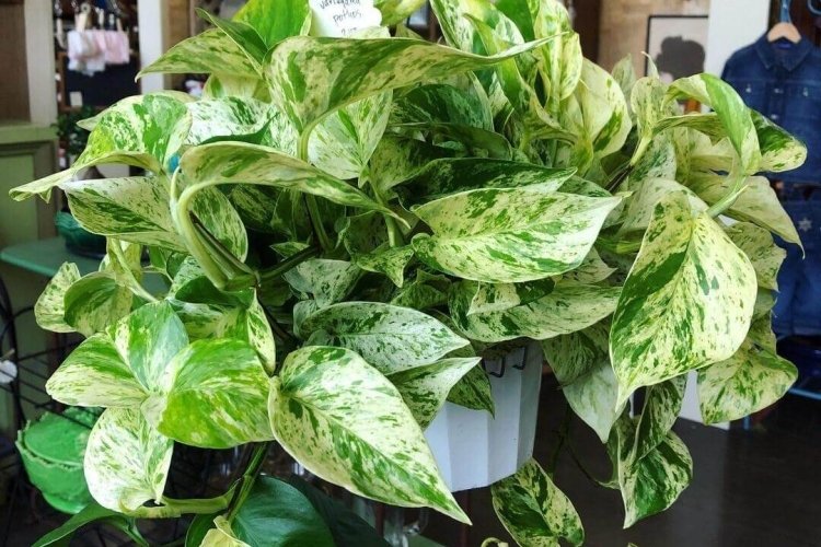 Сциндапсус (60 фото): виды, выращивание и уход в домашних условиях