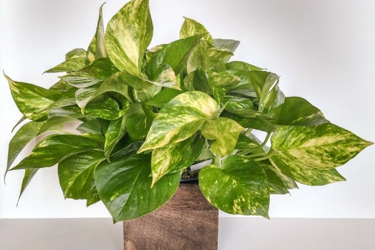 Общая информация