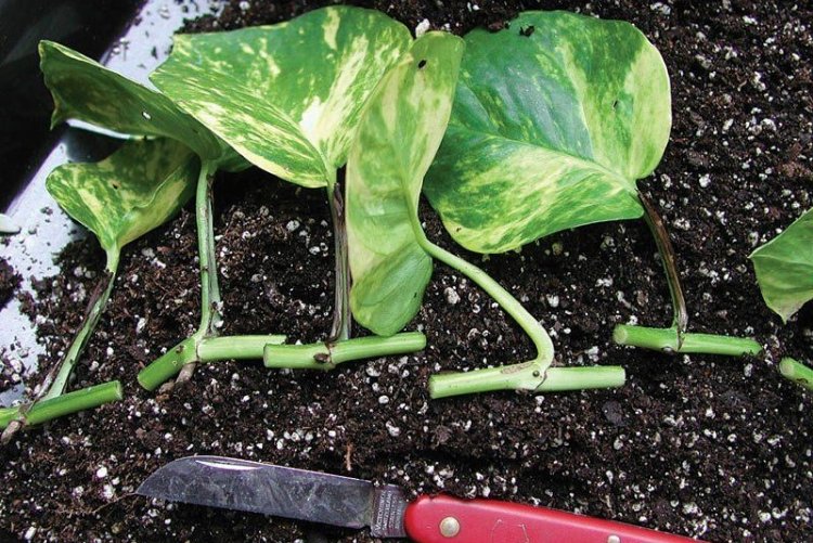 Размножение и посадка сциндапсуса