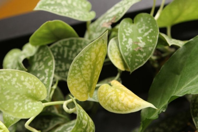 Борьба с вредителями и болезнями