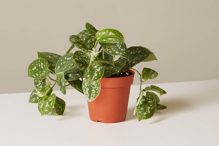 Сциндапсус – фото