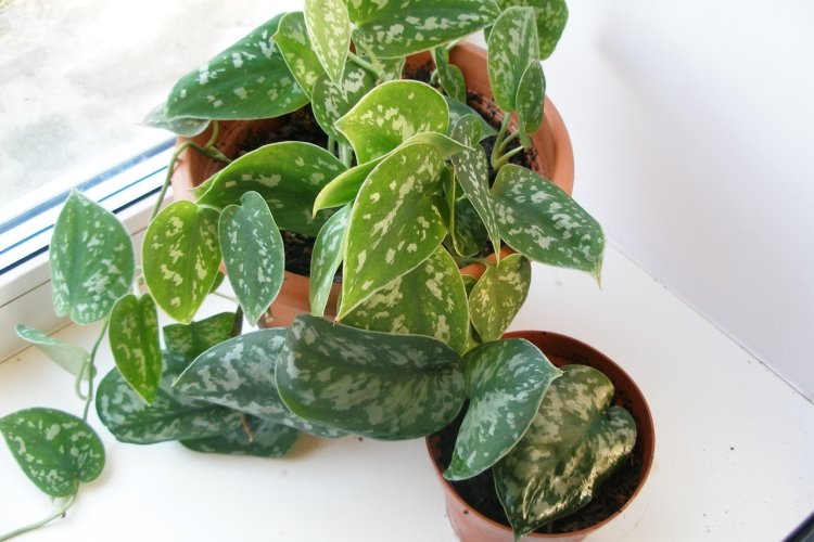 Сциндапсус – фото