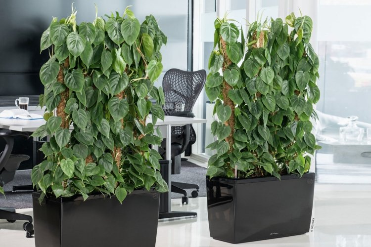 Сциндапсус – фото