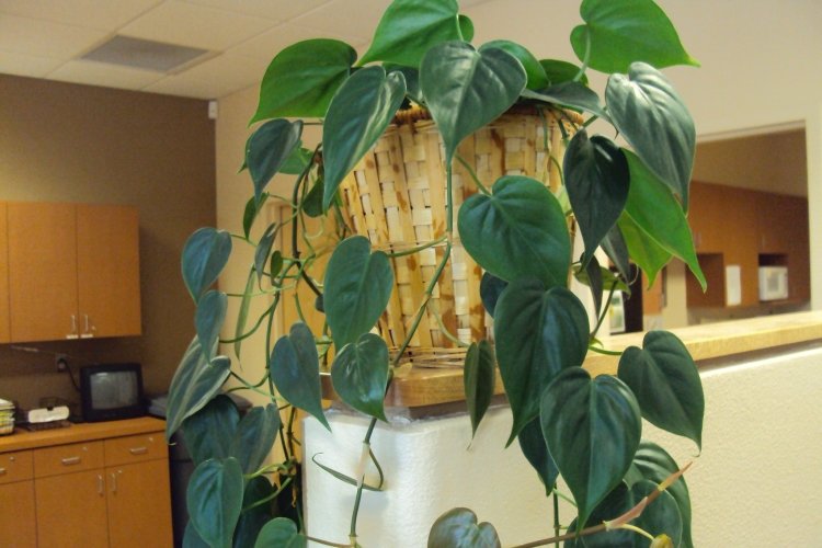 Сциндапсус – фото