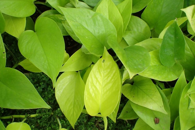 Сциндапсус – фото