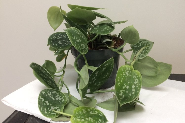 Сциндапсус – фото