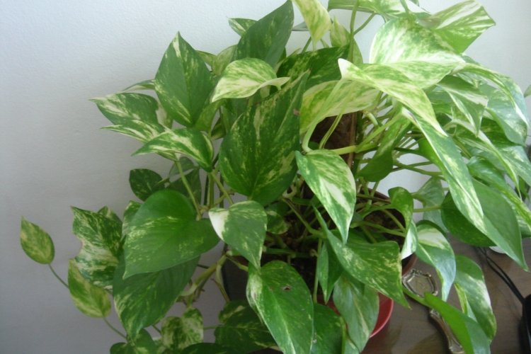 Сциндапсус – фото