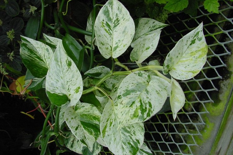 Сциндапсус – фото