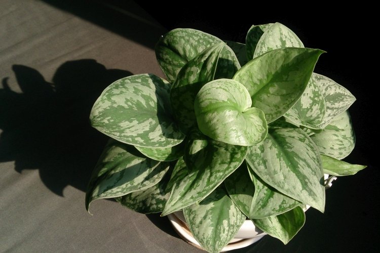 Сциндапсус – фото