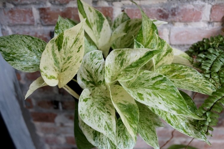 Сциндапсус Марбл Квин