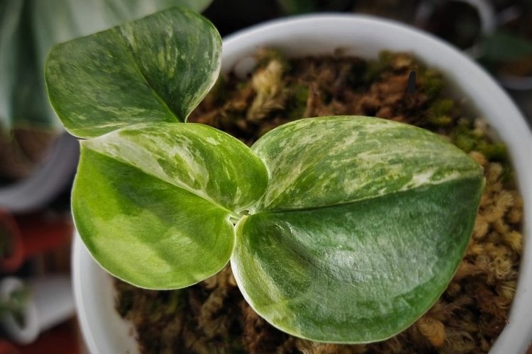 Сциндапсус Экзотика