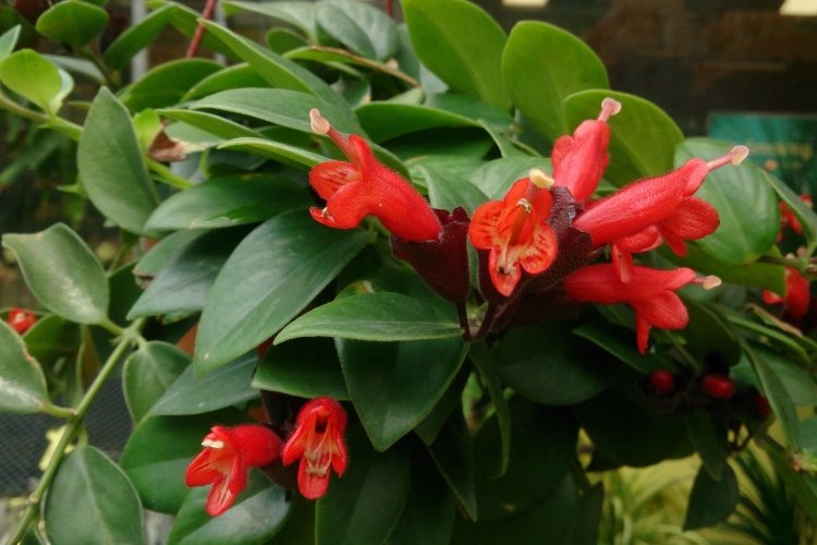 Удобрения и подкормка