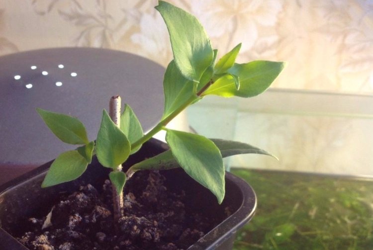 Размножение и посадка эсхинантуса