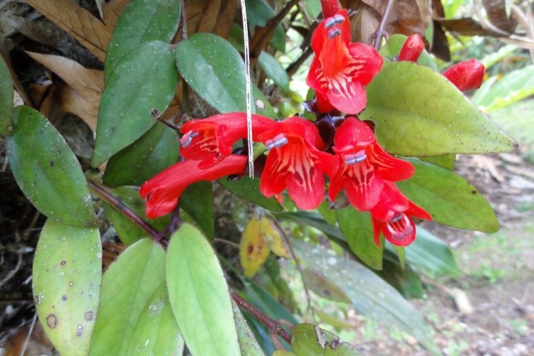 Борьба с вредителями и болезнями