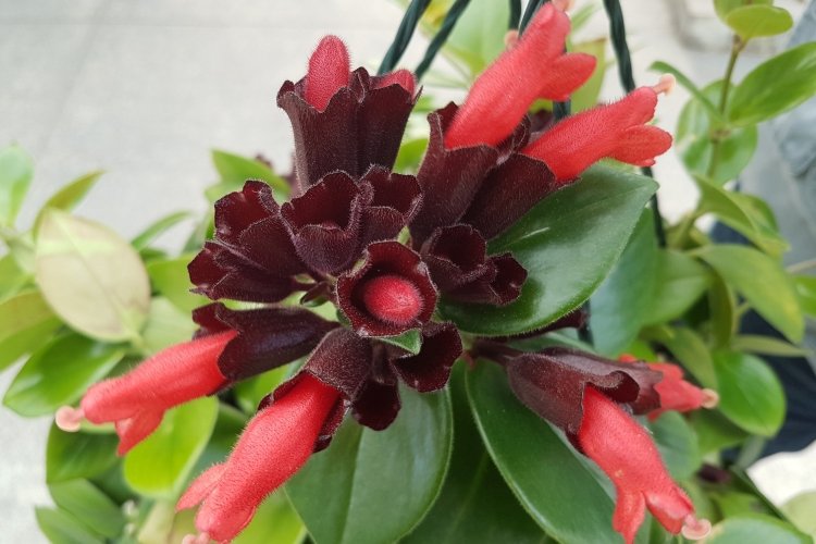 Эсхинантус – фото