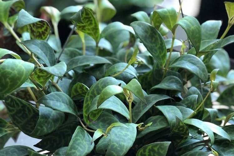 Эсхинантус – фото