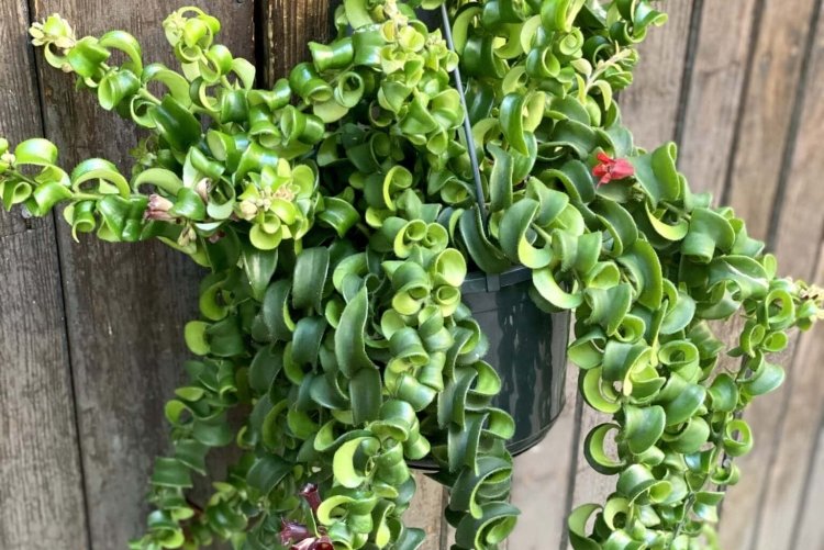 Эсхинантус – фото