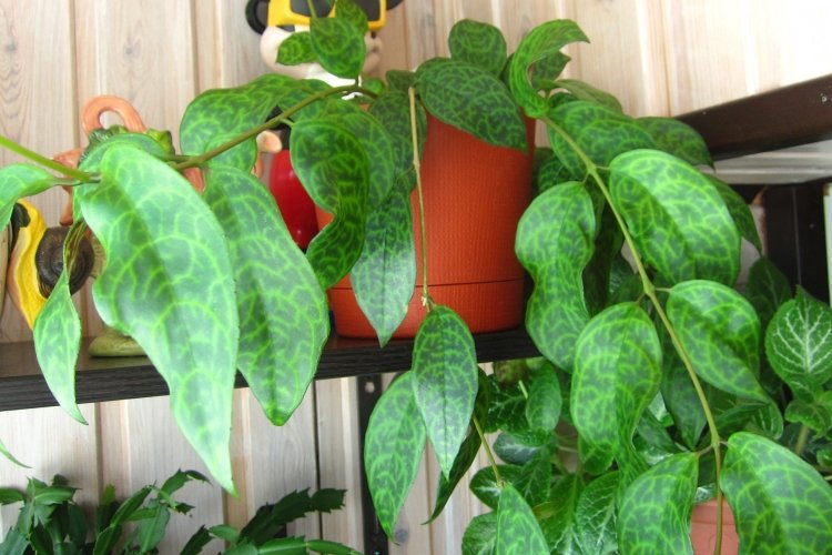 Мраморный эсхинантус