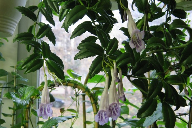 Эсхинантус – фото