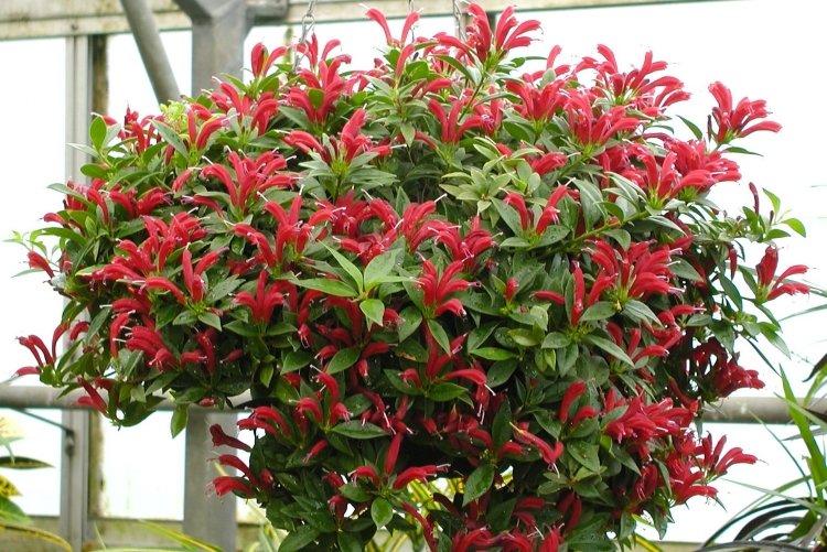 Эсхинантус – фото