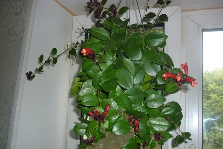 Эсхинантус – фото