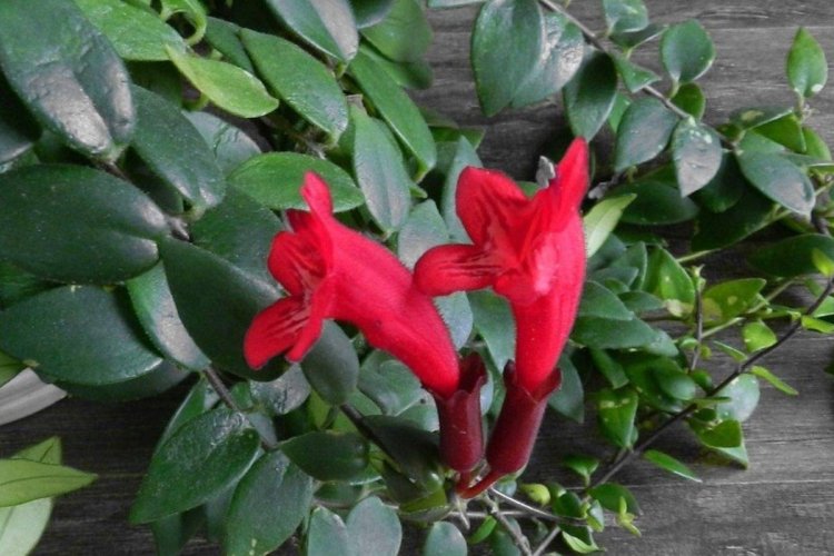 Эсхинантус – фото