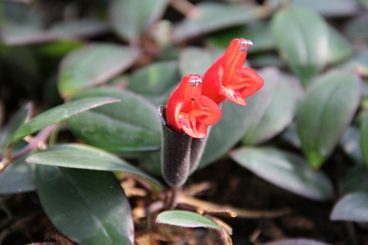 Эсхинантус – фото