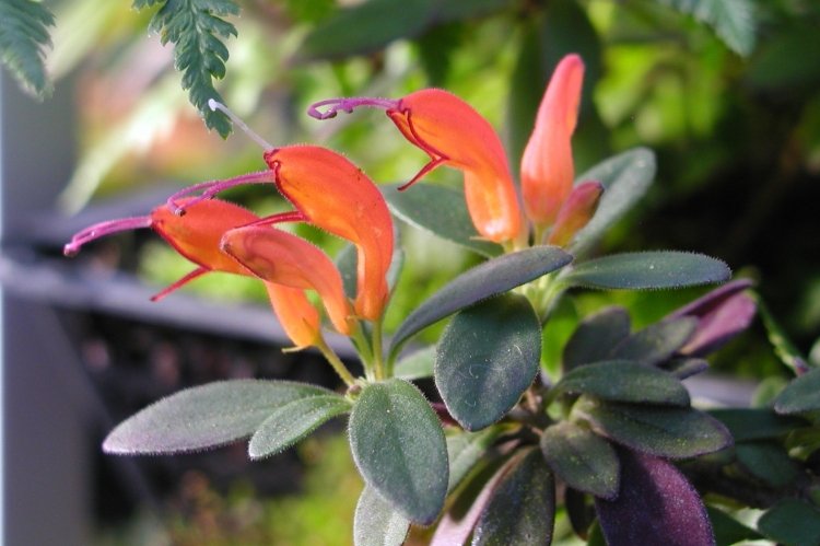 Эсхинантус – фото