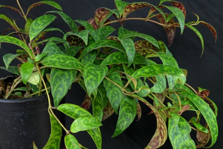 Эсхинантус – фото