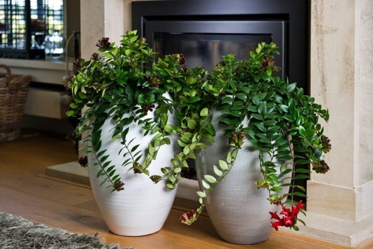 Эсхинантус – фото